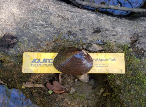 Canoe Creek Clubshell sitting on a 6 inch yellow ruler on a rock next to the creek.