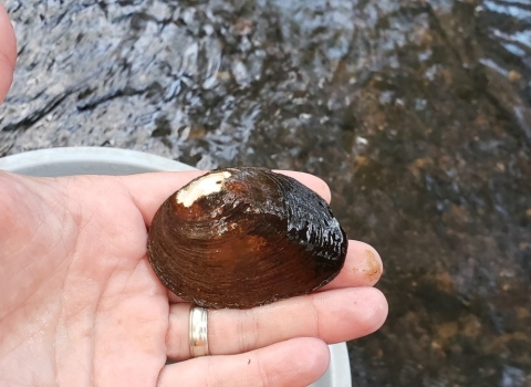 Canoe Creek clubshell mussel in the palm of a hand with a creek in the background.