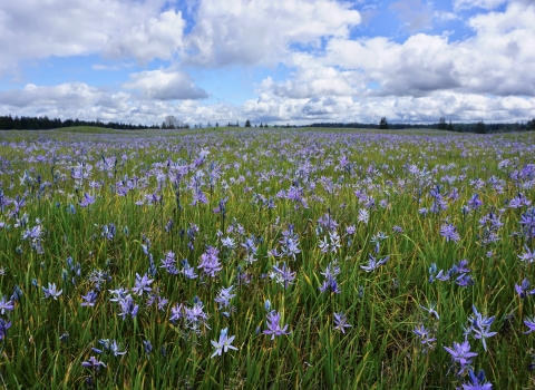 Purple camas flowers on a prairie below a blue sky with white clouds