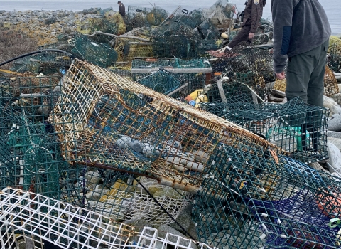 Fish and wildlife staff peer into a mess of abandoned and mangled lobster traps 