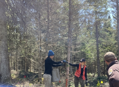 tree planter hands another a sapling in the forest 
