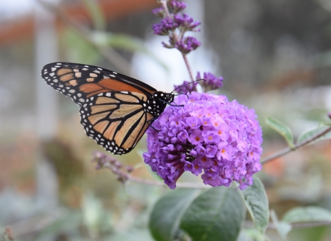 an orange butterfly on a purple flower