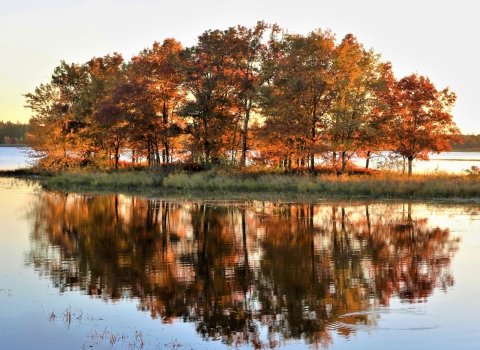 Fall trees illuminated by sunlight