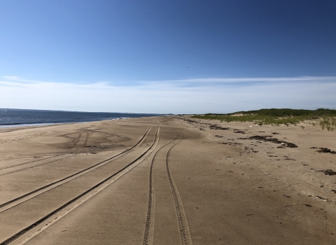 Multiple vehicle tire treads leading into the distance on an empty beach
