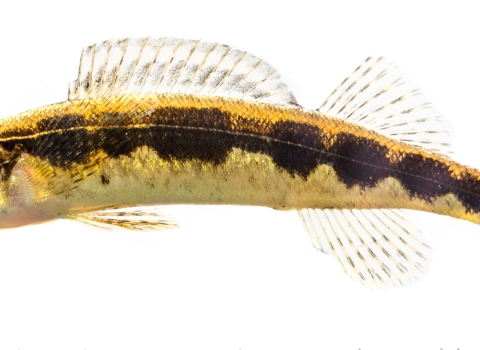 A close up of a sickel darter