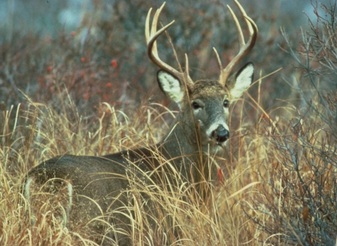USFWS White tailed deer