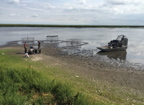 biologists work on the shore of a lake with three waterfowl swim-in traps and an airboat on the lake