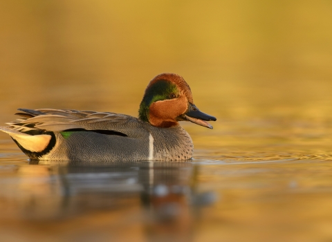 Green-Winged Teal