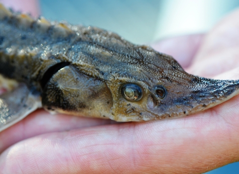 A close up of the head of a small lake sturgeon being held in hand