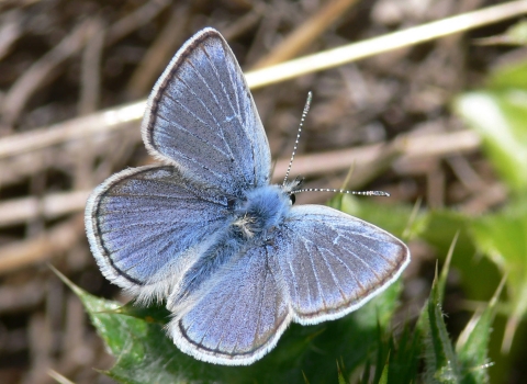close up of a mission blue butterfly resting on a leaf