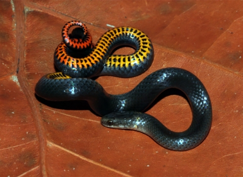A Key ring-necked snake is curled on an orange fall leaf. It is a small, black on top with bright yellow, orange and red markings on the belly.
