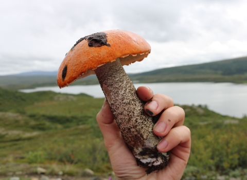 Orange capped mushroom with a spongy underside on a speckled stalk held by a hand against a tundra landscape with a lake