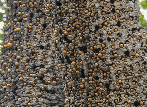 a tree with a bunch of acorns in holes