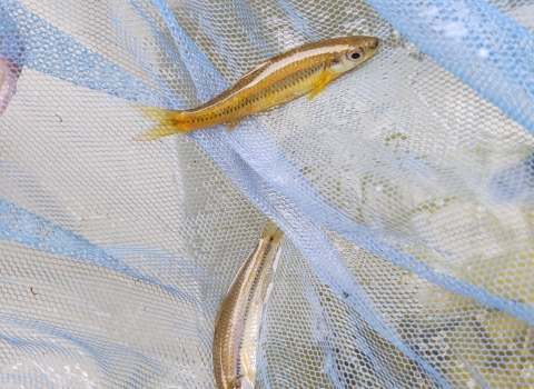 2 adult Cape Fear shiners in net