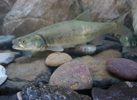 Colorado pikeminnow at the bottom of streambed surrounded by rocks.