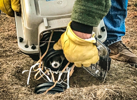 A black-footed ferret being released from an animal crate