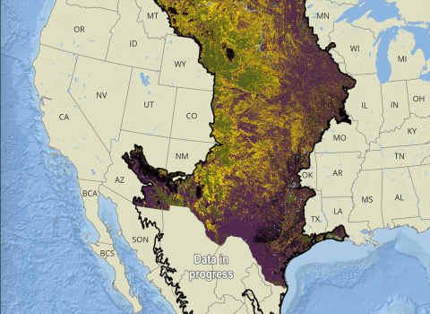 The center of the continental US is colored purple, yellow, and green stretching from northern Mexico to Canada. Splotches of green form a line from New Mexico to Alberta showing the cores of intact grasslands. Expanding outward from the green are swaths of yellow, mixed with green and purple. Yellow indicates at-risk grasslands and touches several US states including Iowa and Texas, and Alberta. The purple area, depicting plowed land, tree encroachment is the largest area from Mexico to Alberta to Illinois