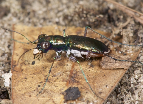 A Miami tiger beetle stands on a rock.