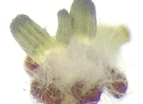 Fungi growing out of tick body under a microscope.