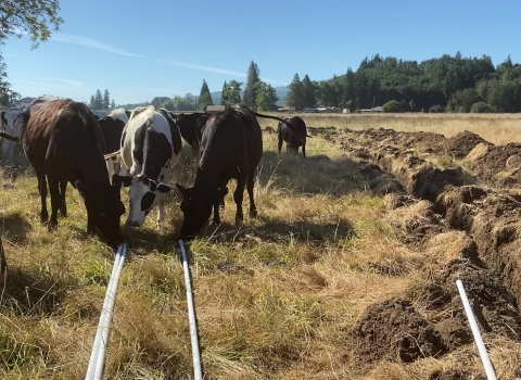Cows in a grassy pasture next to a trench
