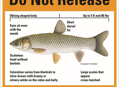 image of a fish on a sign