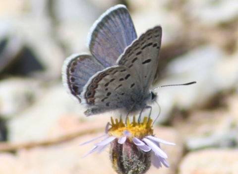 Blue-colored butterfly perched on a yellow flower