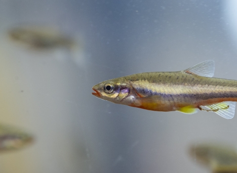 A laurel dace floats in a body of water with other laurel dace. It has lateral stripes on its narrow body, with scales of red, grey, yellow, and green.