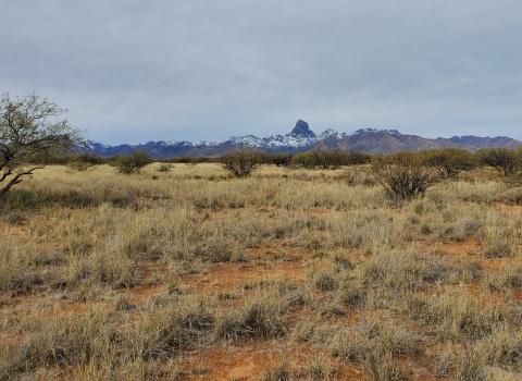 The winter landscape of Altar Valley, looking toward Baboquivari Peak.