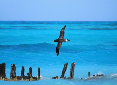 A black-footed albatross flies over a the ocean. 
