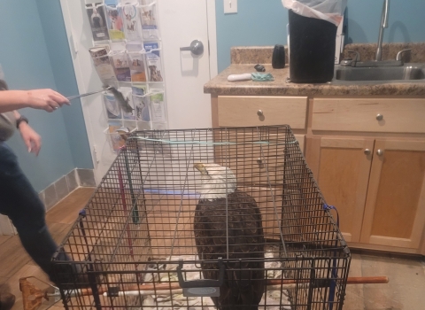 Feeding Bald Eagle fish from Dale Hollow Fish Hatchery