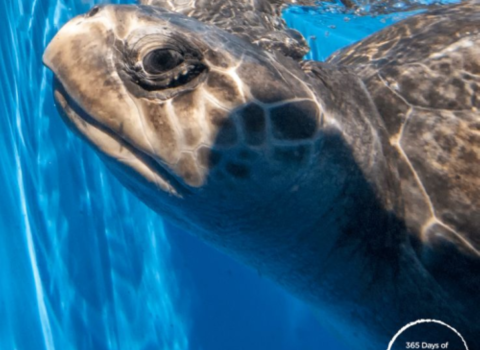 A sea turtle in a tank 