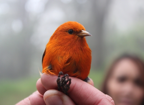 An ʻakepa beingheld. It is a bright, orange-red bird with a small beak and a black eye. 