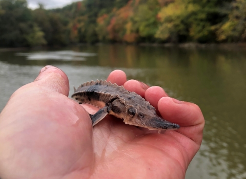 A close up image of a hand holding a young lake sturgeon. In the background is a tree lined river.