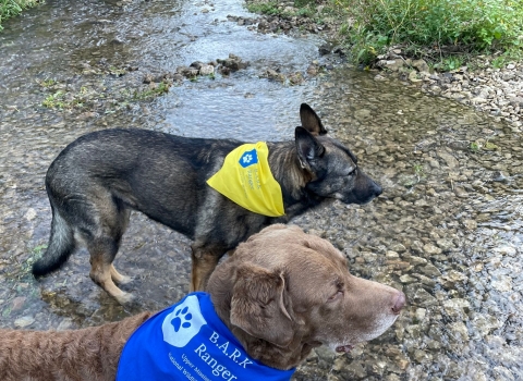 2 dogs standing in a creek with Bark Ranger bandanas on their necks
