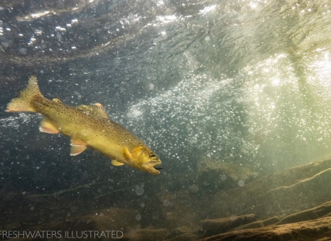 A close-up underwater shot of an Apache trout swimming