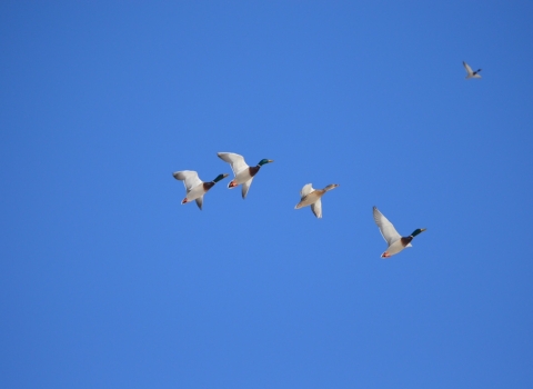 ducks flying