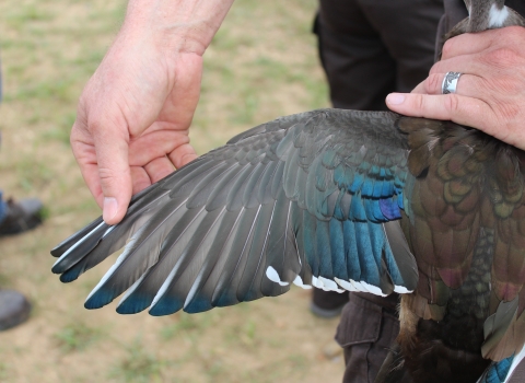 Man extends wood duck wing