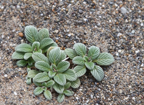 low growing green plant without flowers, growing in sandy soil