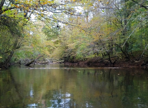 still water in a shallow stream with logs and vegetation over the stream