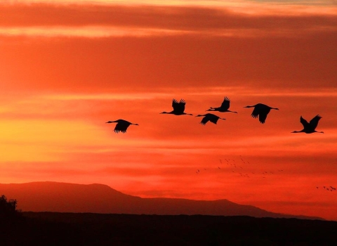 Migratory Birds flying in front of a colorful orange sunset.