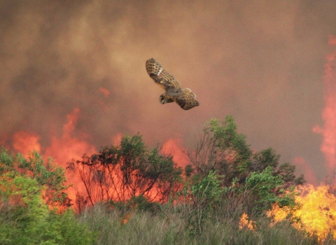 An owl flies over burning vegetation and smoke