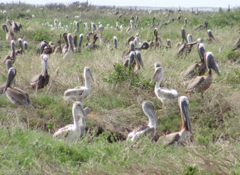 Yound and adult brown pleicans nesting