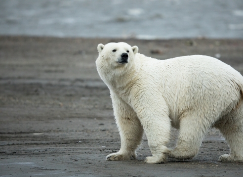 a white bear on a sandy beach with water in the background.