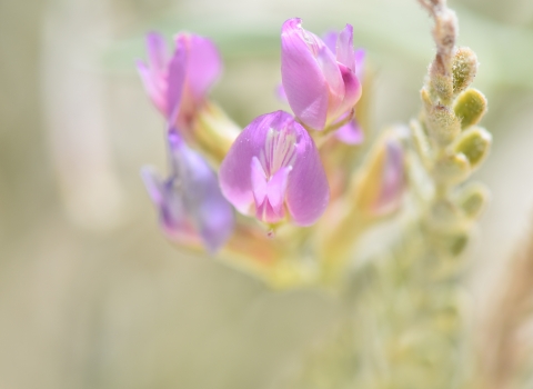 A close-up photo of a small purple/pink flower