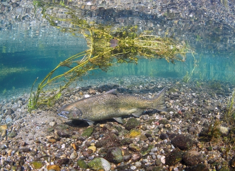Adult Chinook Salmon swimming in McAllister Springs in WA State