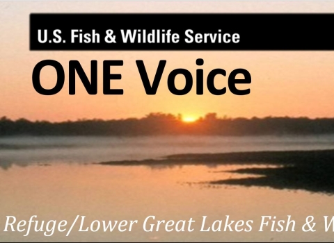 Banner image for ONEVoice newsletter