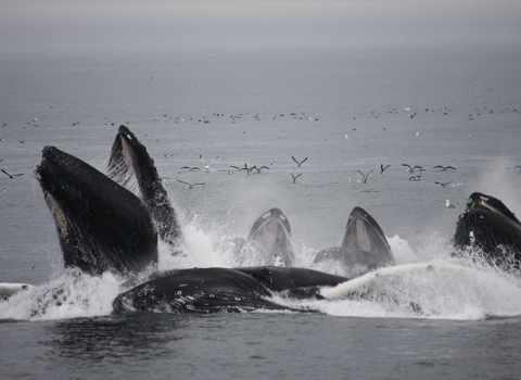 Whales breaching the surface with sea birds in the background