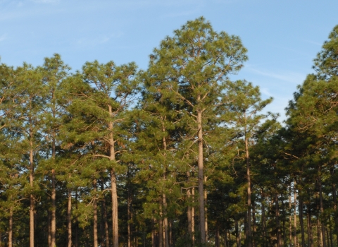 Longleaf pine forest