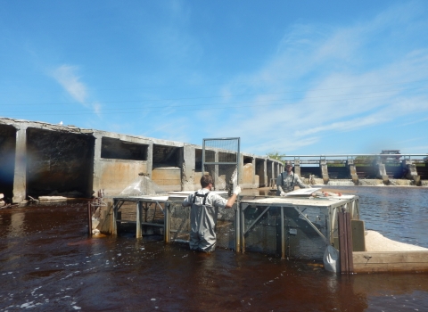 Biologists remove adult sea lamprey from a trap on the Manistique River in Michigan