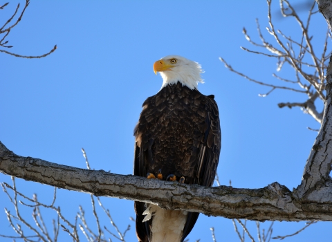 Bald eagles perched in a tree